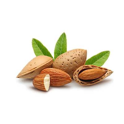 درخت بادام تلخ درخت بادام تلخ