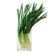 پیازچه زرد اردستانی از نزدیک