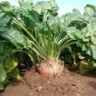 برگ چغندر علوفه ای در خاک