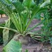 برگ چغندر علوفه ای ارگانیک