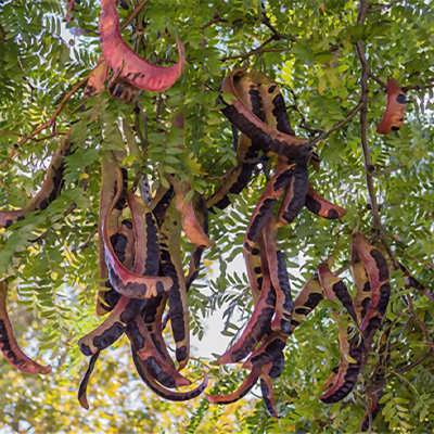لیلکی جنگلی لیلکی جنگلی