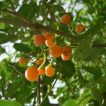 کردیا ( سپستان) روی درخت