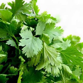 گشنیز محلی تازه