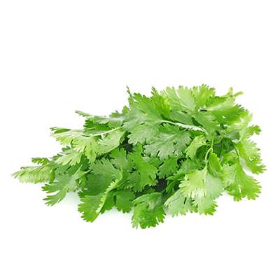 گشنیز پایه بلند گشنیز پایه بلند