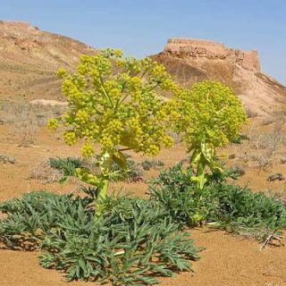 وشا (بیلهر) در خاک