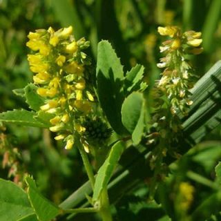 شبدر شیرین از نزدیک