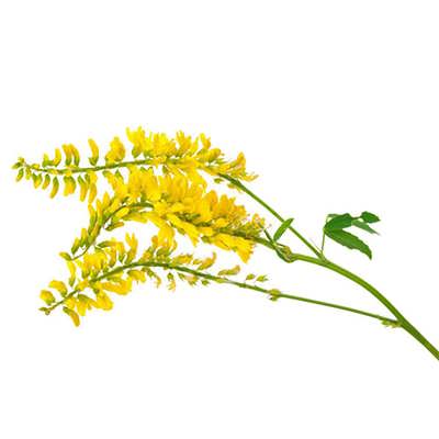شبدر شیرین شبدر شیرین