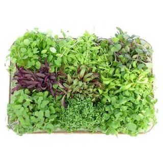 مجموعه 18 بذر میکرو گرین