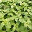 ريحان سبز مبارکه تازه