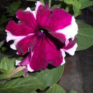 یک عدد بذر گل اطلسی ستاره ای ارغوانی و سفید