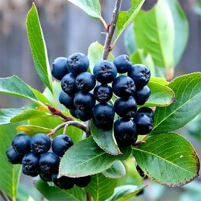 چوکبری سیاه چوکبری سیاه