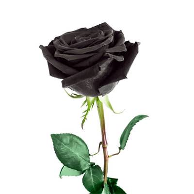 گل رز مشکی گل رز مشکی