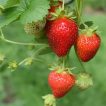 گیاه توت فرنگی بونسای قرمز