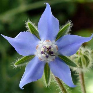 گل گاوزبان اروپایی