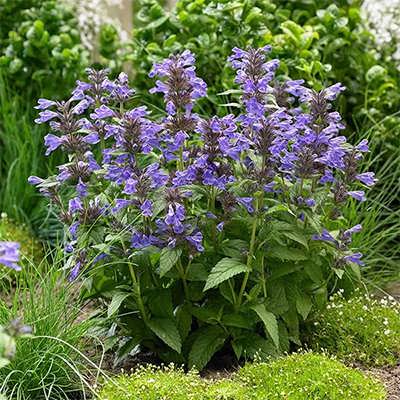 نعنا گربه ای نعنا گربه ای