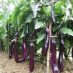 بادمجان بلند بنفش چینی تازه