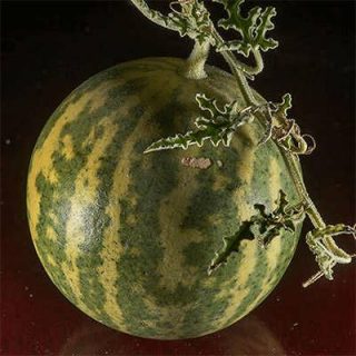هندوانه ابوجهل نیجریه