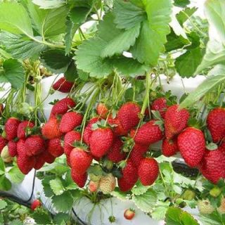توت فرنگی صخره ای