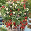 توت فرنگی صخره ای در سبد