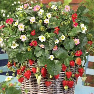 توت فرنگی صخره ای در سبد