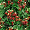 توت فرنگی صخره ای ارگانیک