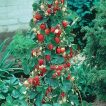 درختچه توت فرنگی صخره ای