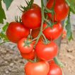 گوجه گیلاسی کلاستر تازه