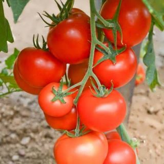 گوجه گیلاسی کلاستر تازه
