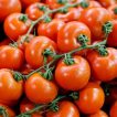گوجه گیلاسی کلاستر ارگانیک