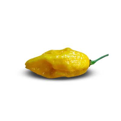 فلفل تند زبان شیطان فلفل تند زبان شیطان