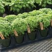 ریحان بوته ای کوتوله یونانی تازه