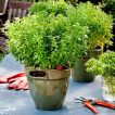 ریحان بوته ای کوتوله یونانی در گلدان