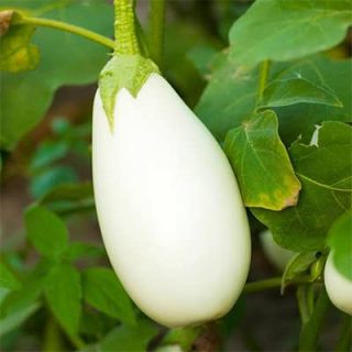 بادمجان کاسپر از نزدیک