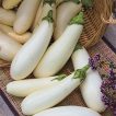 بادمجان کاسپر ارگانیک
