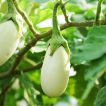 بادمجان سفید گوست باستر تازه