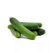 خیار جالیز اصفهان (غیر درختی)