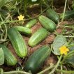 خیار جالیز اصفهان (غیر درختی) روی خاک