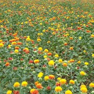 مزرعه گلرنگ