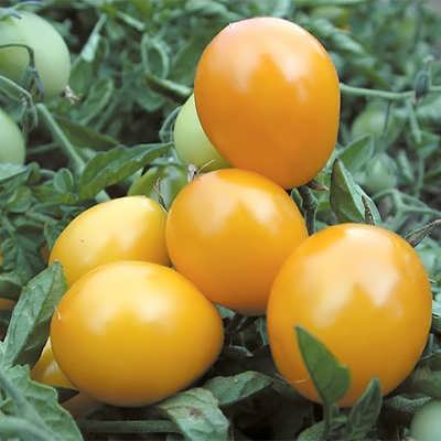 گوجه فرنگی ناگت طلایی گوجه فرنگی ناگت طلایی