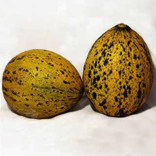 خربزه هامی تازه