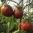 گیاه گوجه فرنگی ترایفل ژاپنی