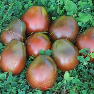 گوجه فرنگی ترایفل ژاپنی برداشت شده