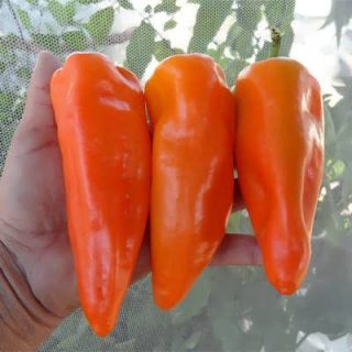 فلفل دلمه ای نارنجی ایتالیایی (فلفل کبابی)