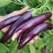 بادمجان بنفش بلند در دست