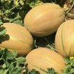طالبی ریش بابا (جانا) در خاک