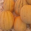 طالبی های ریش بابا (جانا)
