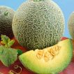 طالبی راک فورد سبز برداشت شده