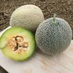 طالبی راک فورد سبز ارگانیک