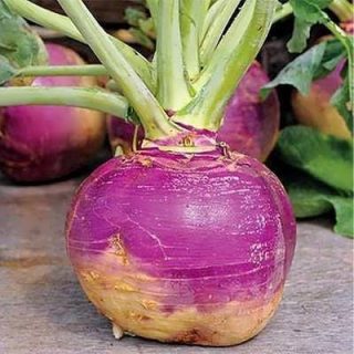 یک شلغم آمریکایی بنفش