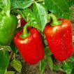 فلفل دلمه ای قرمز تازه